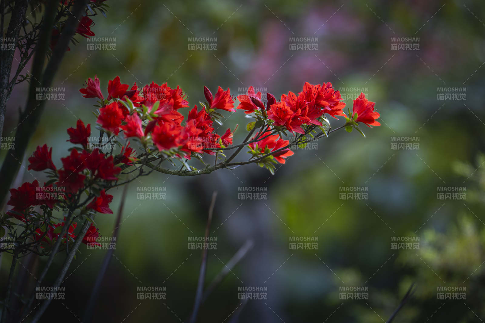 红花枝头映春光图片