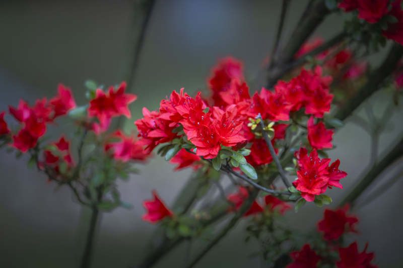 红杜鹃绽放枝头图片