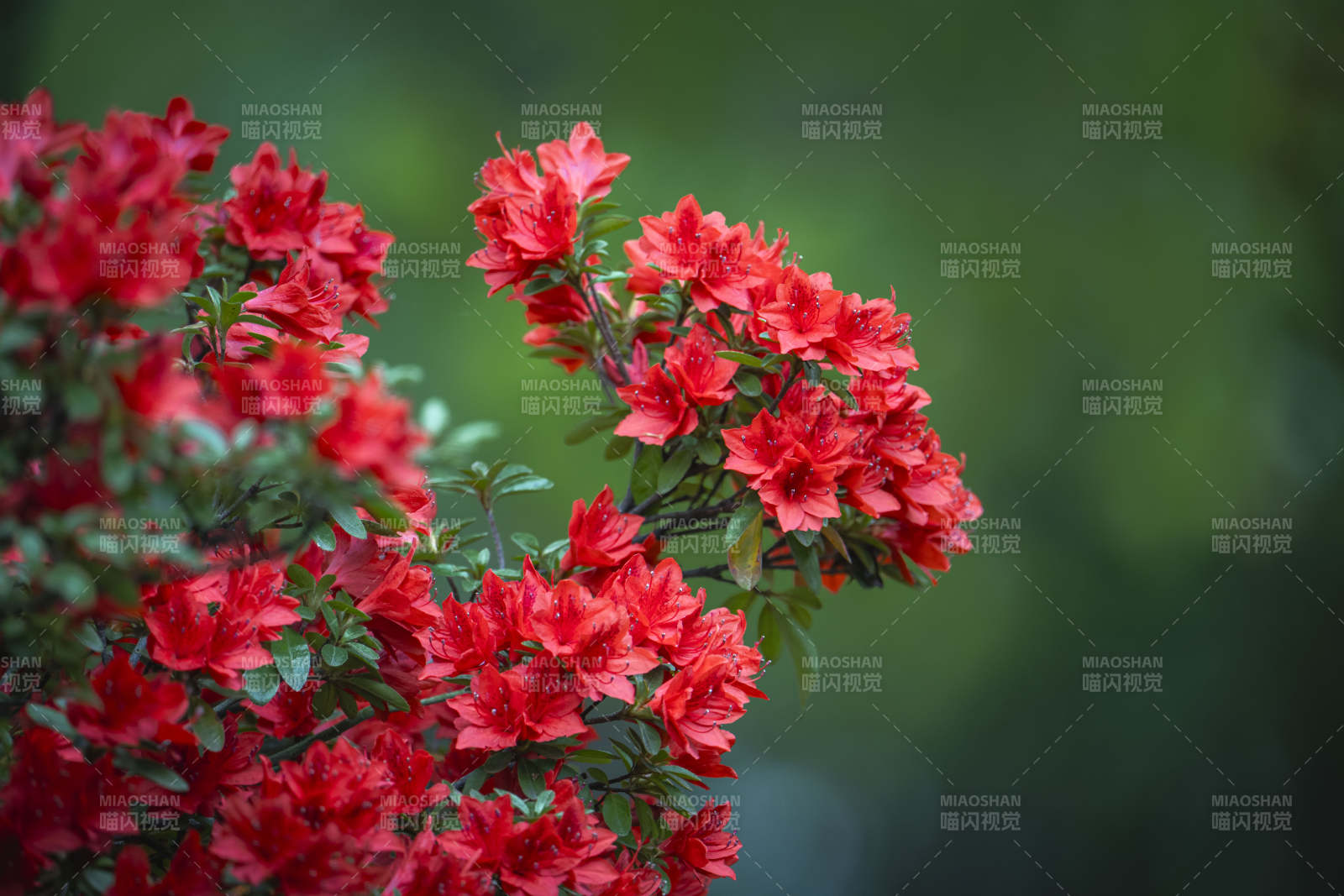 红杜鹃绽放 绿意映衬美图片