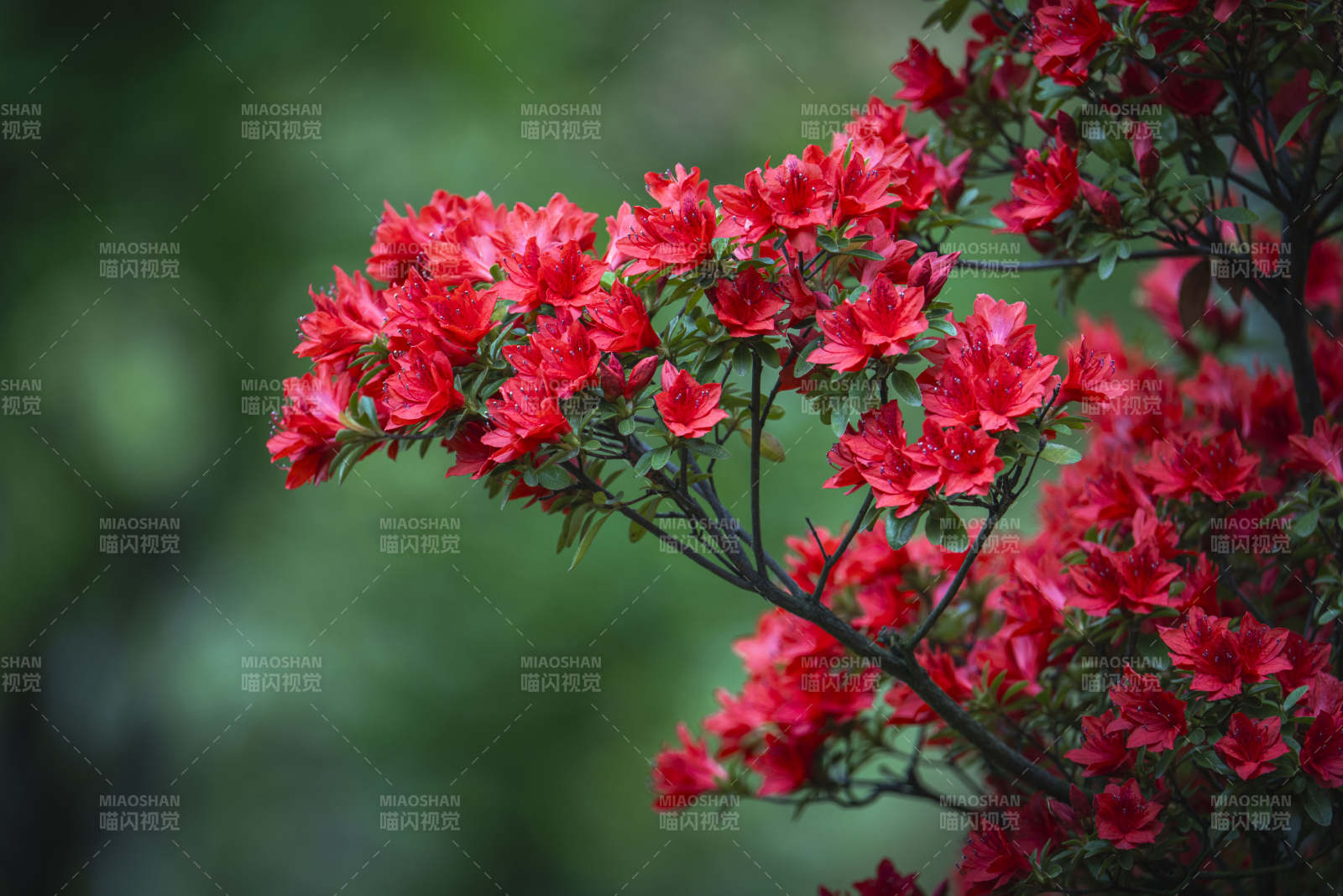 红杜鹃绽放 绿意衬娇艳图片