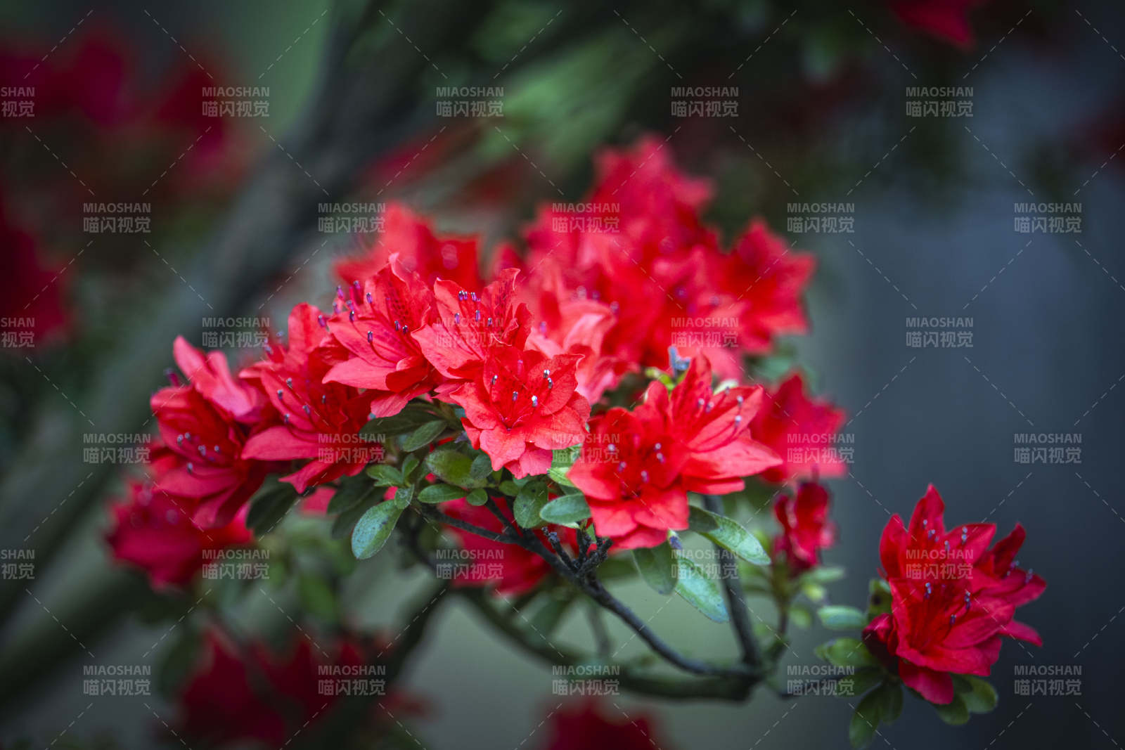 红杜鹃绽放 春意盎然图片