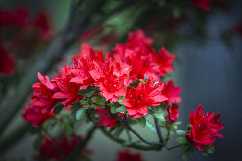 红杜鹃绽放 春意盎然图片