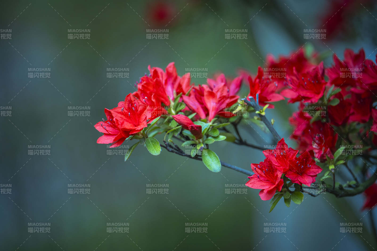 红杜鹃绽放枝头图片