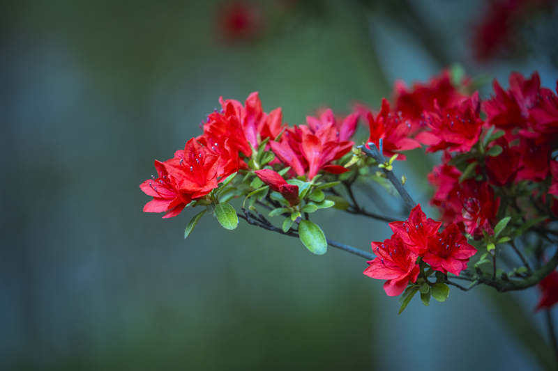 红杜鹃绽放枝头图片