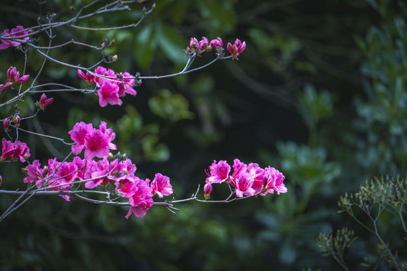 粉花枝头映绿影图片