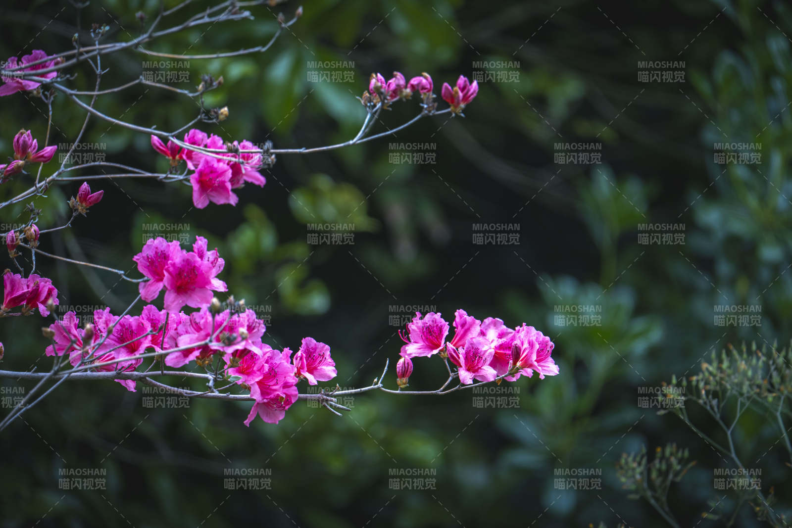 粉花枝头映绿影图片