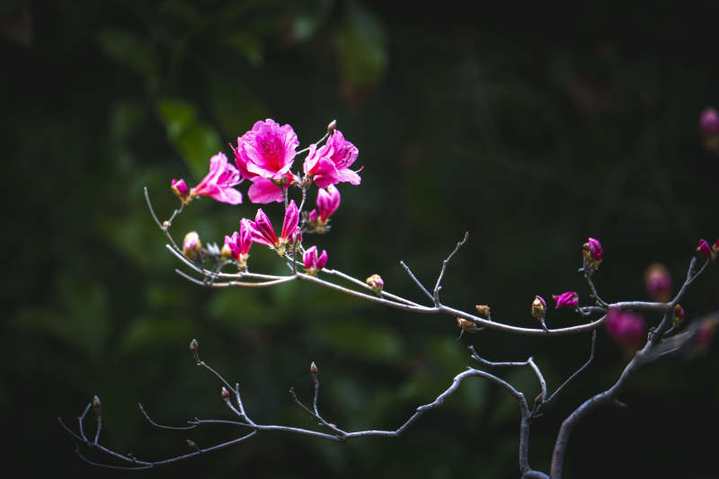 粉花枝头绽 暗绿衬娇颜图片