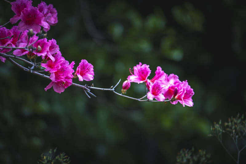 粉花枝头 绿意朦胧图片
