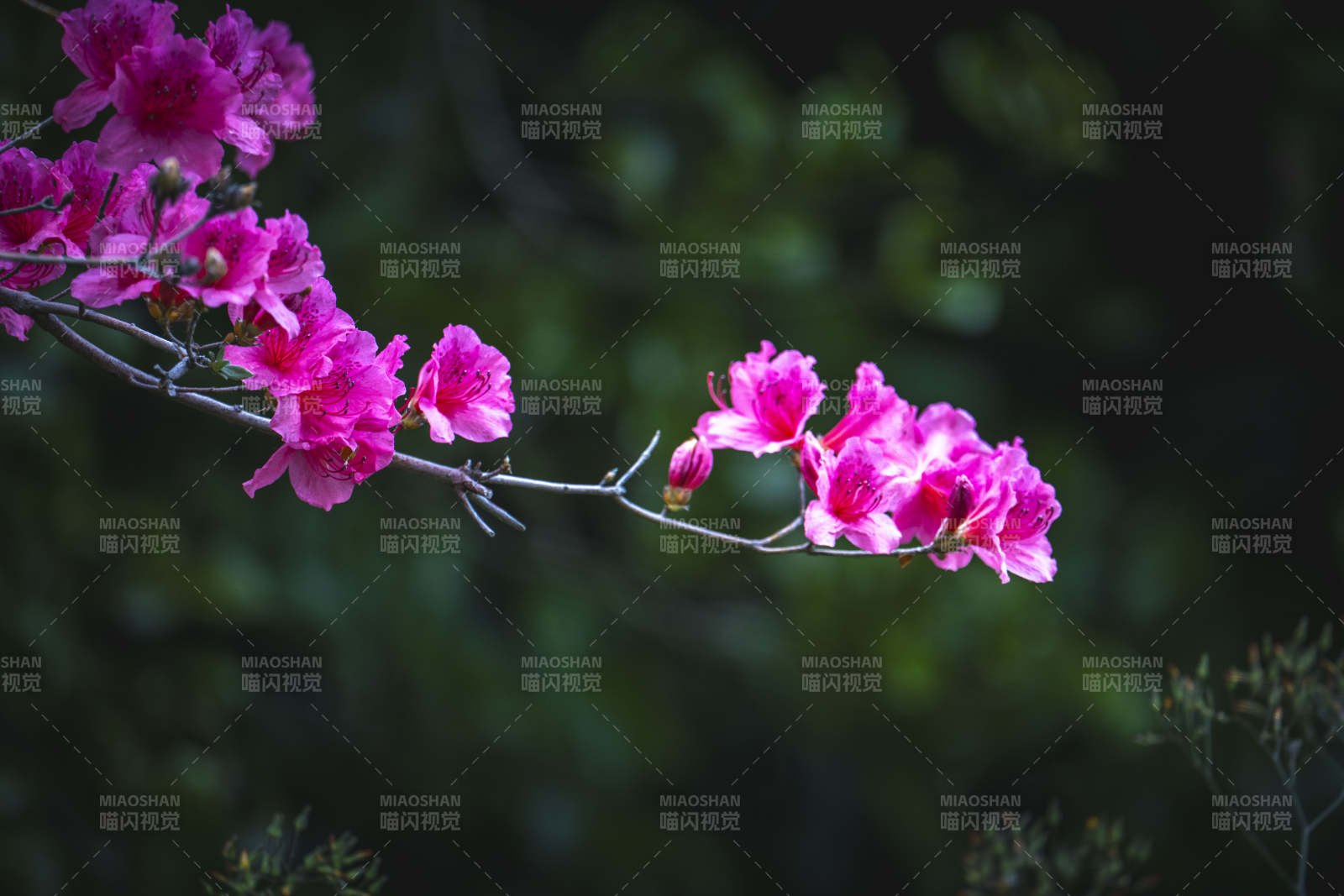 粉花枝头 绿意朦胧图片