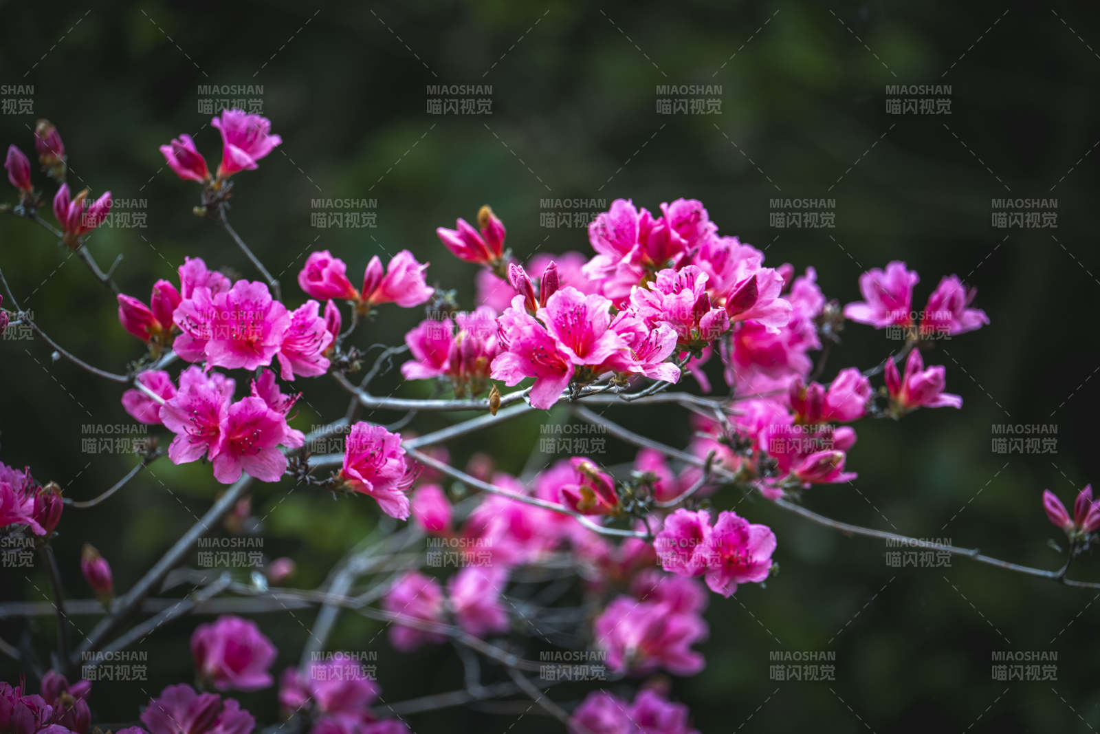 粉杜鹃绽放 春意盎然图片