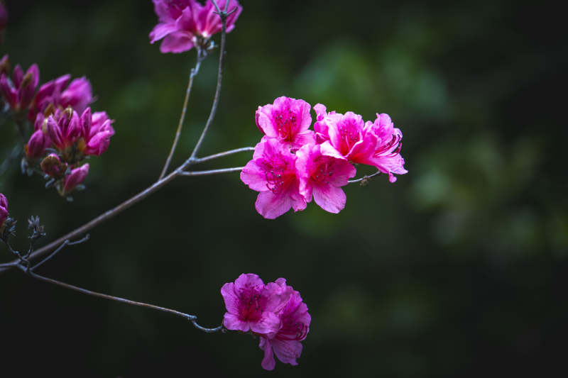 粉花枝头绽 幽静绿意浓图片
