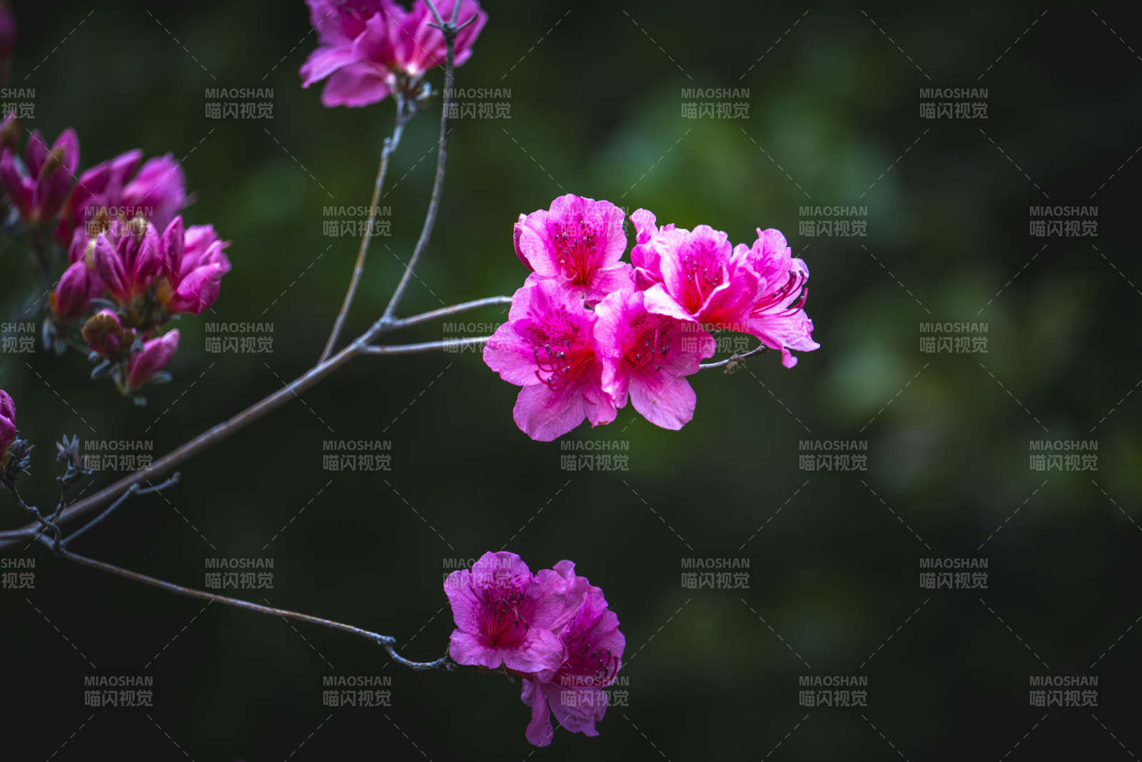 粉花枝头绽 幽静绿意浓图片