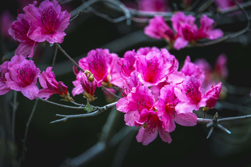 粉花绽放 春意盎然图片