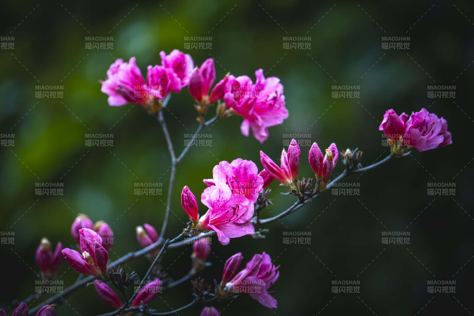 粉花映绿 春意盎然图片