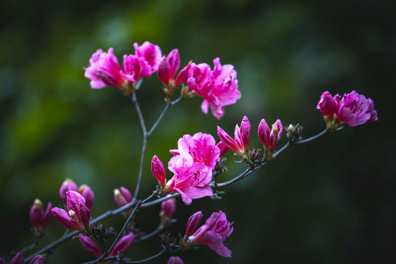 粉花映绿 春意盎然图片