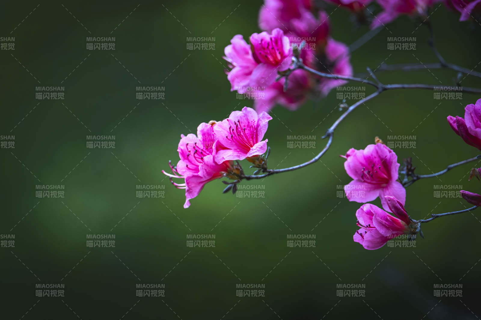 粉花枝头 绿意朦胧图片