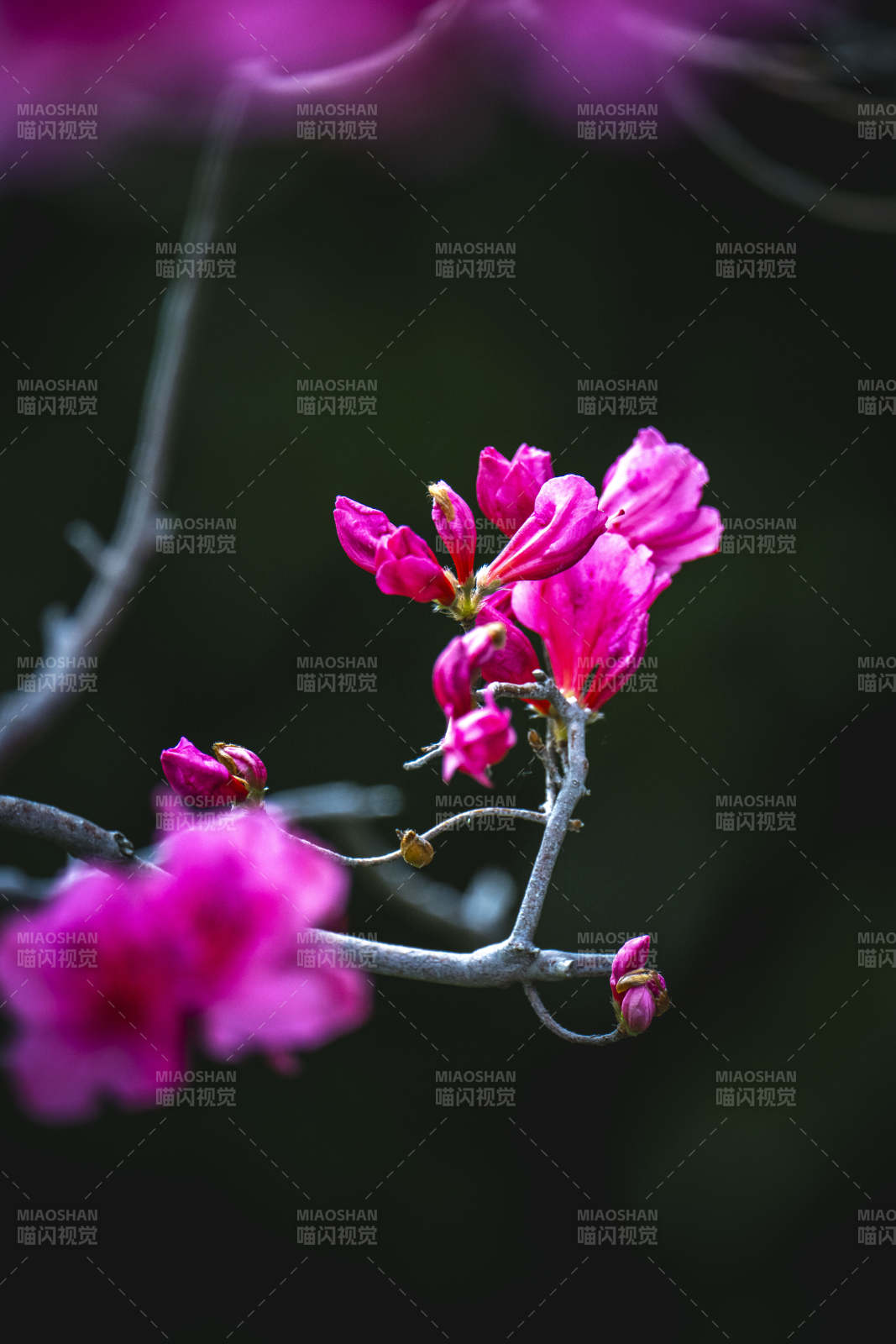 紫花绽放 枝头春意浓图片