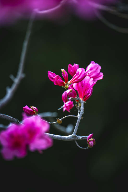 紫花绽放 枝头春意浓图片