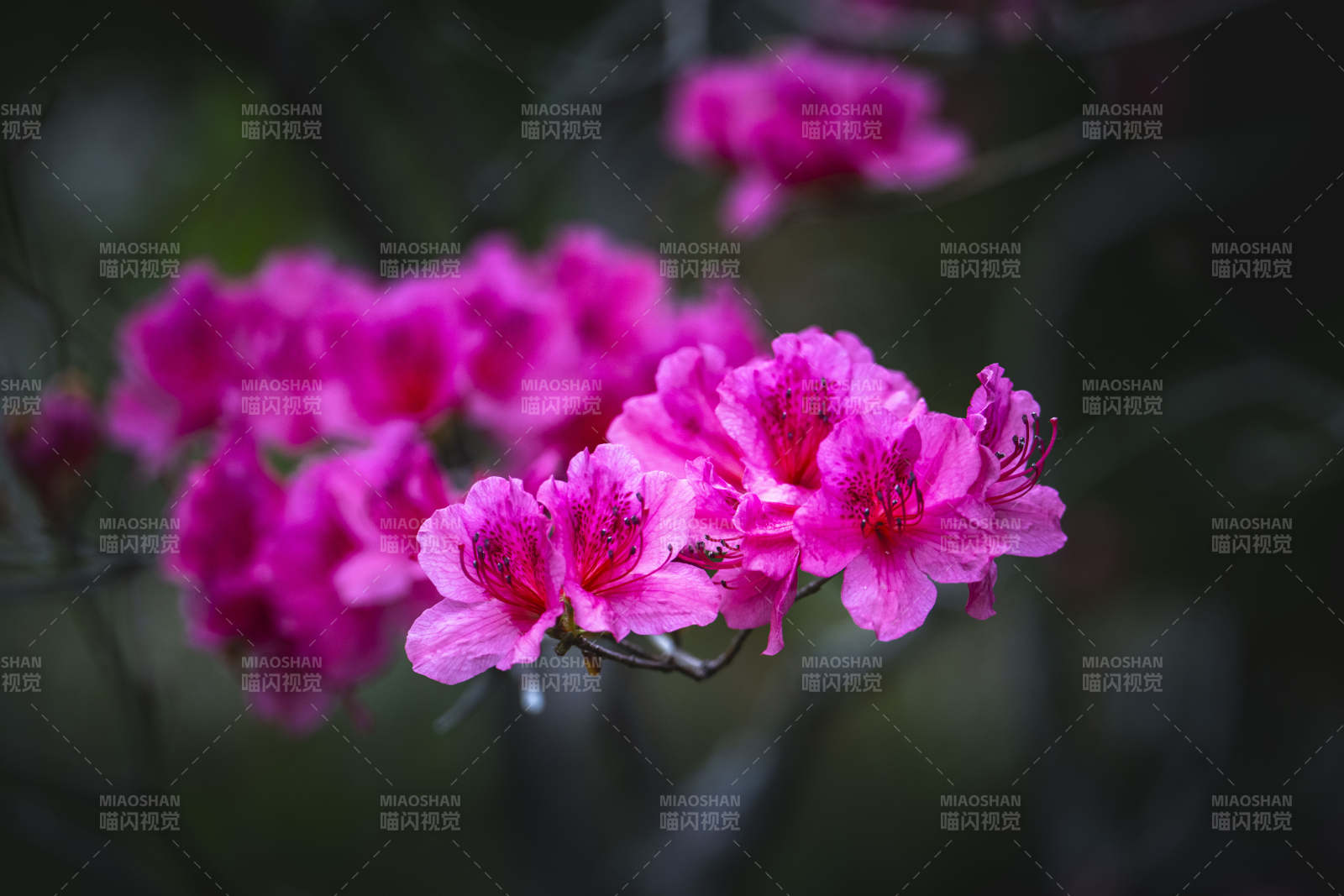 粉紫杜鹃花绽放枝头图片