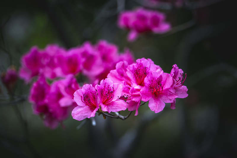 粉紫杜鹃花绽放枝头图片