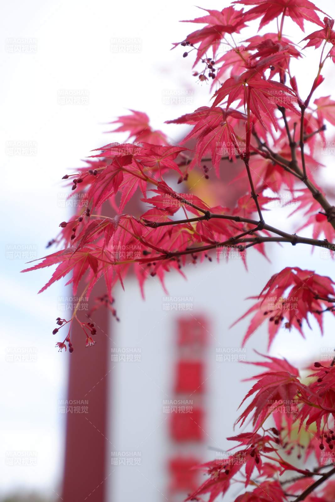 红枫映白墙 秋意浓如画图片