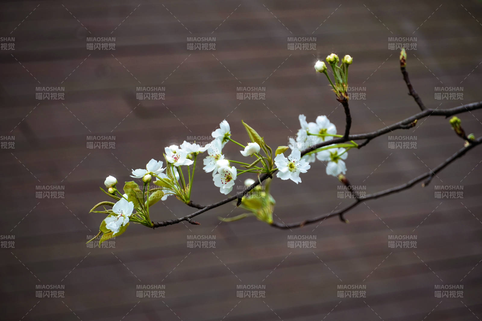 枝头白花初绽 春意悄然来图片