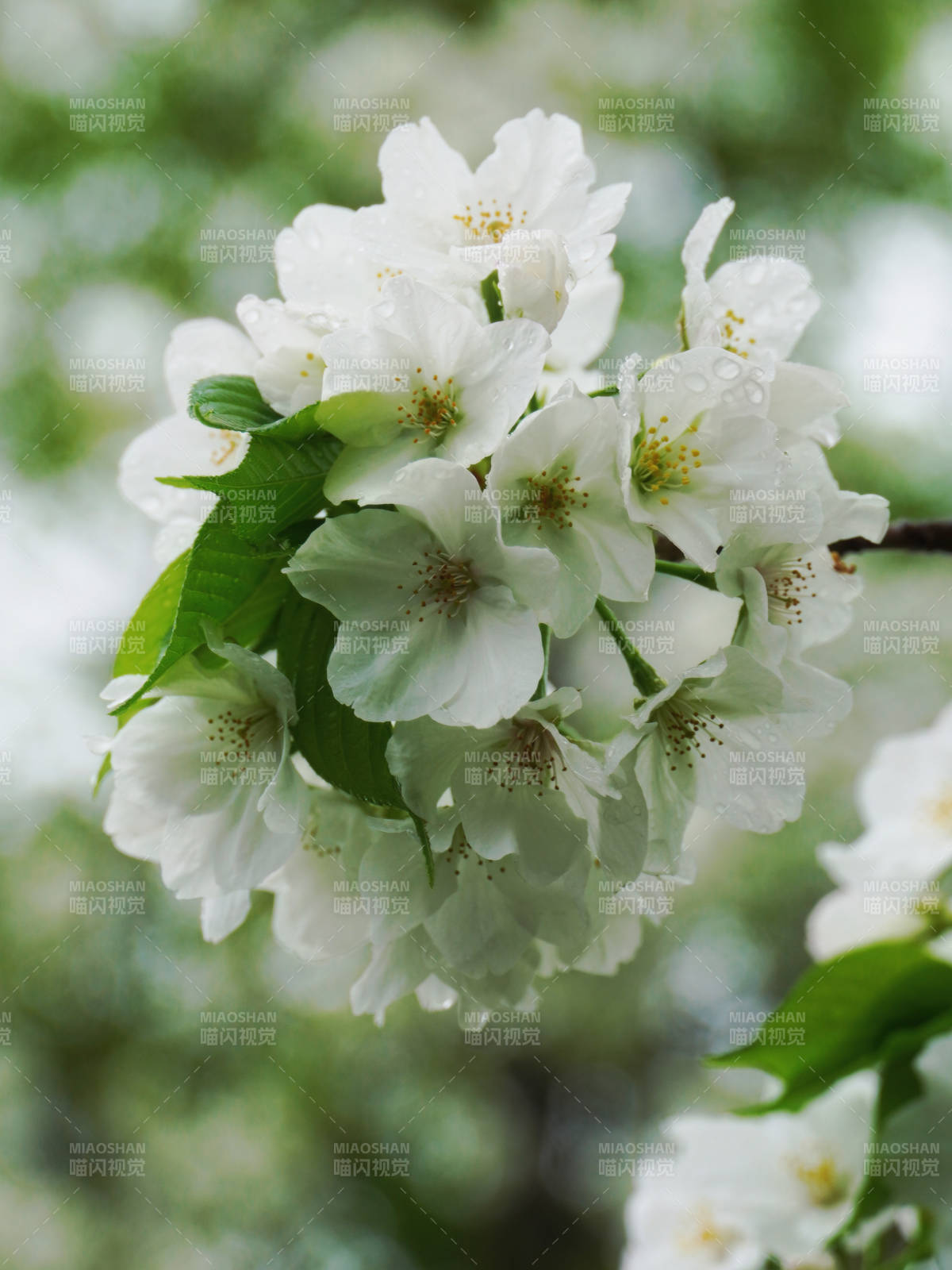白花簇拥 绿叶相伴春景图片