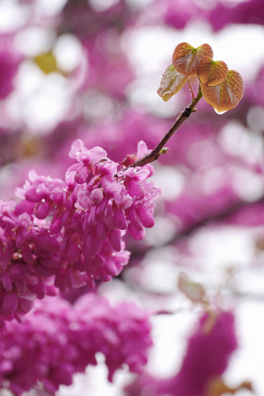 紫花新叶春意浓图片