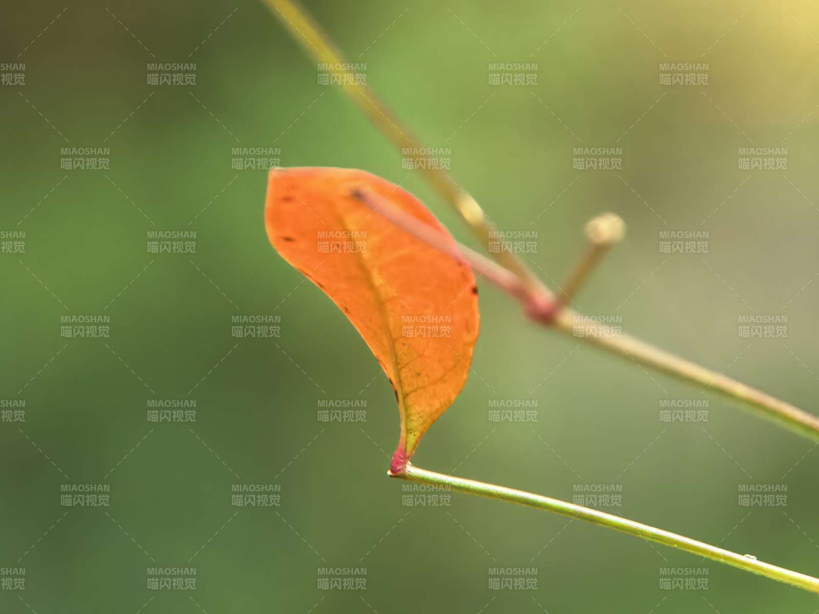 橙叶孤悬 秋意悄然至图片