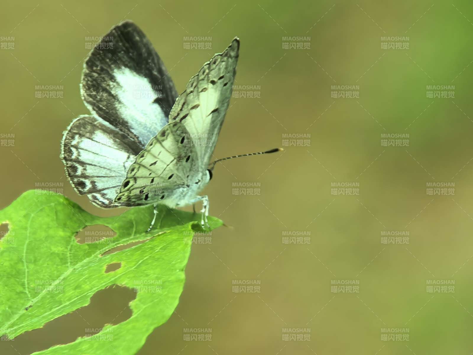 灰蝶停绿叶 翅展黑白纹图片