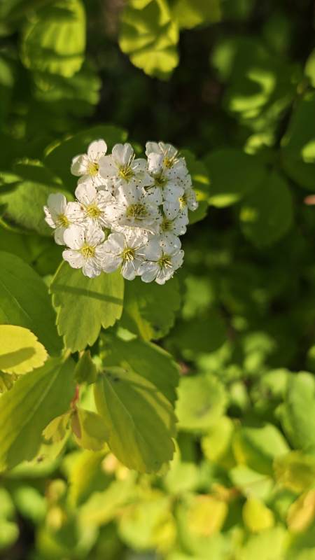 白花绿叶映春光图片