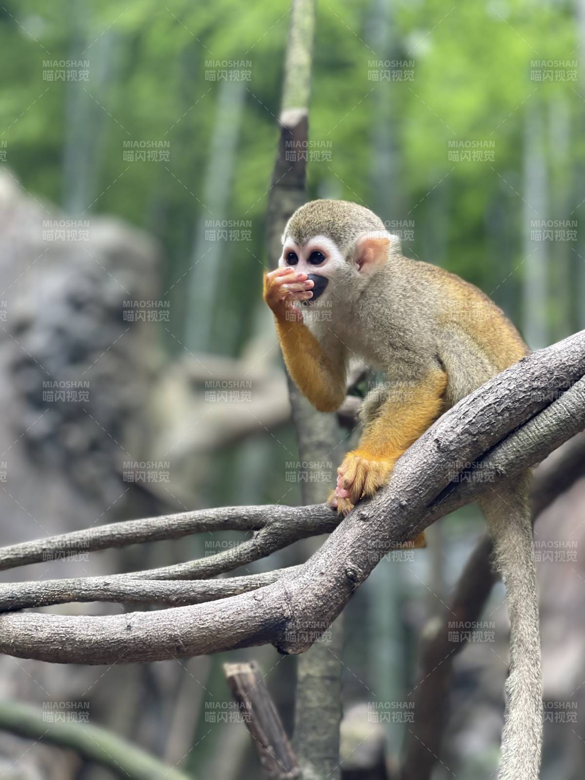 小猴啃果 萌态十足图片