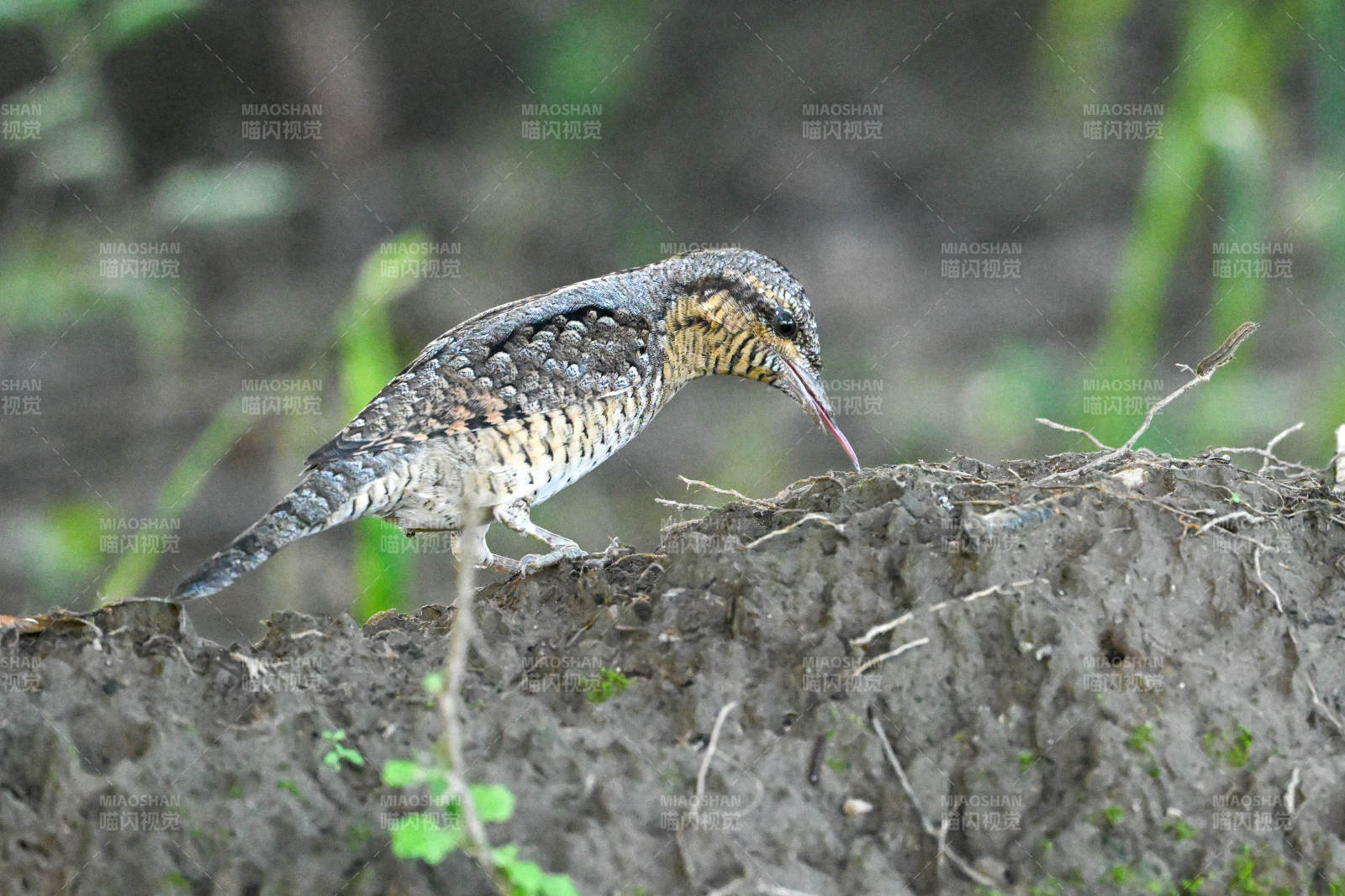 蚁鸟觅食于泥坡之上图片