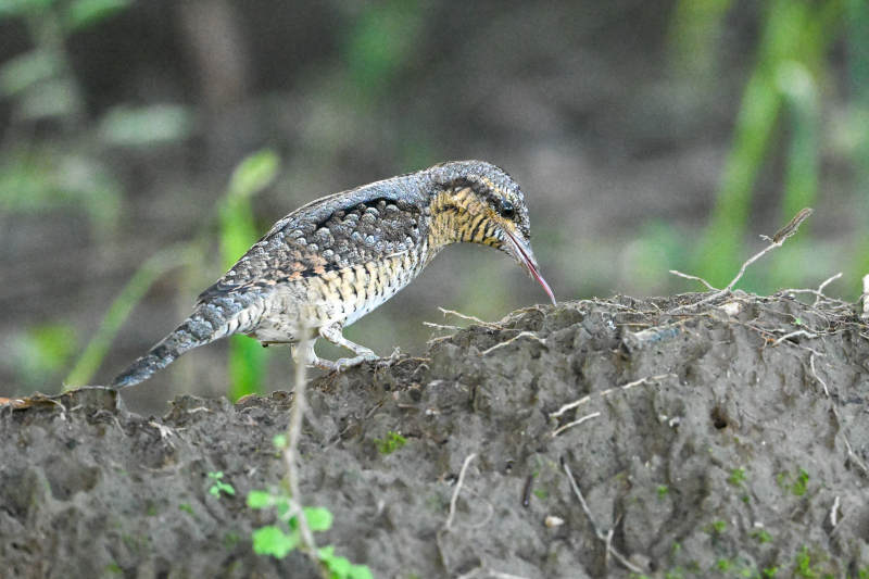 蚁鸟觅食于泥坡之上图片