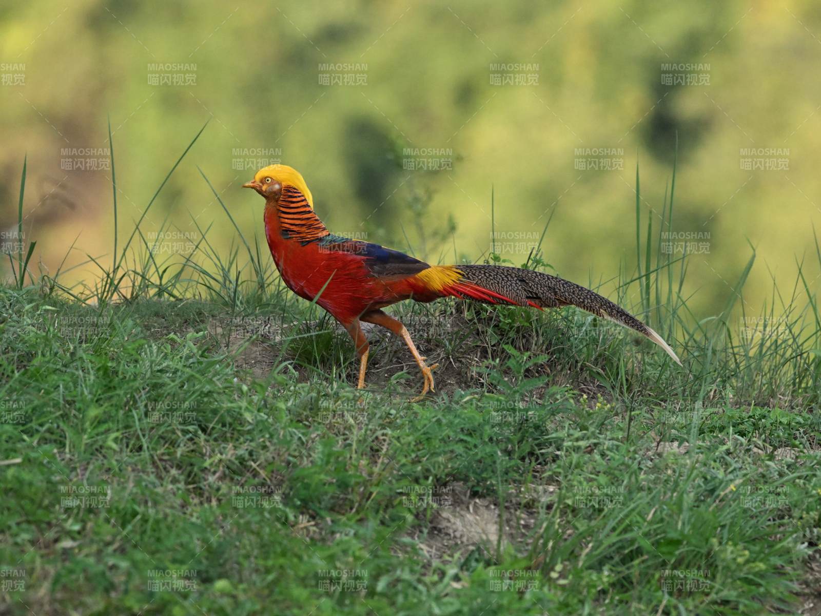 金雉漫步绿野间图片