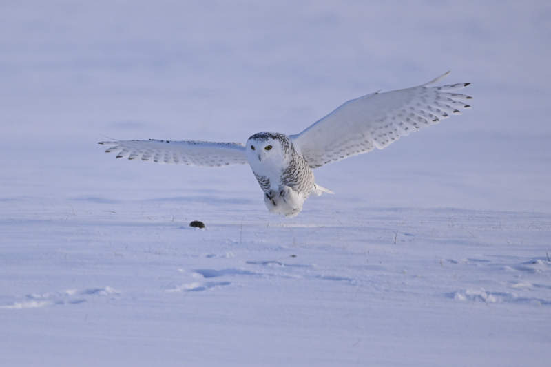 雪鸮展翅掠雪地图片