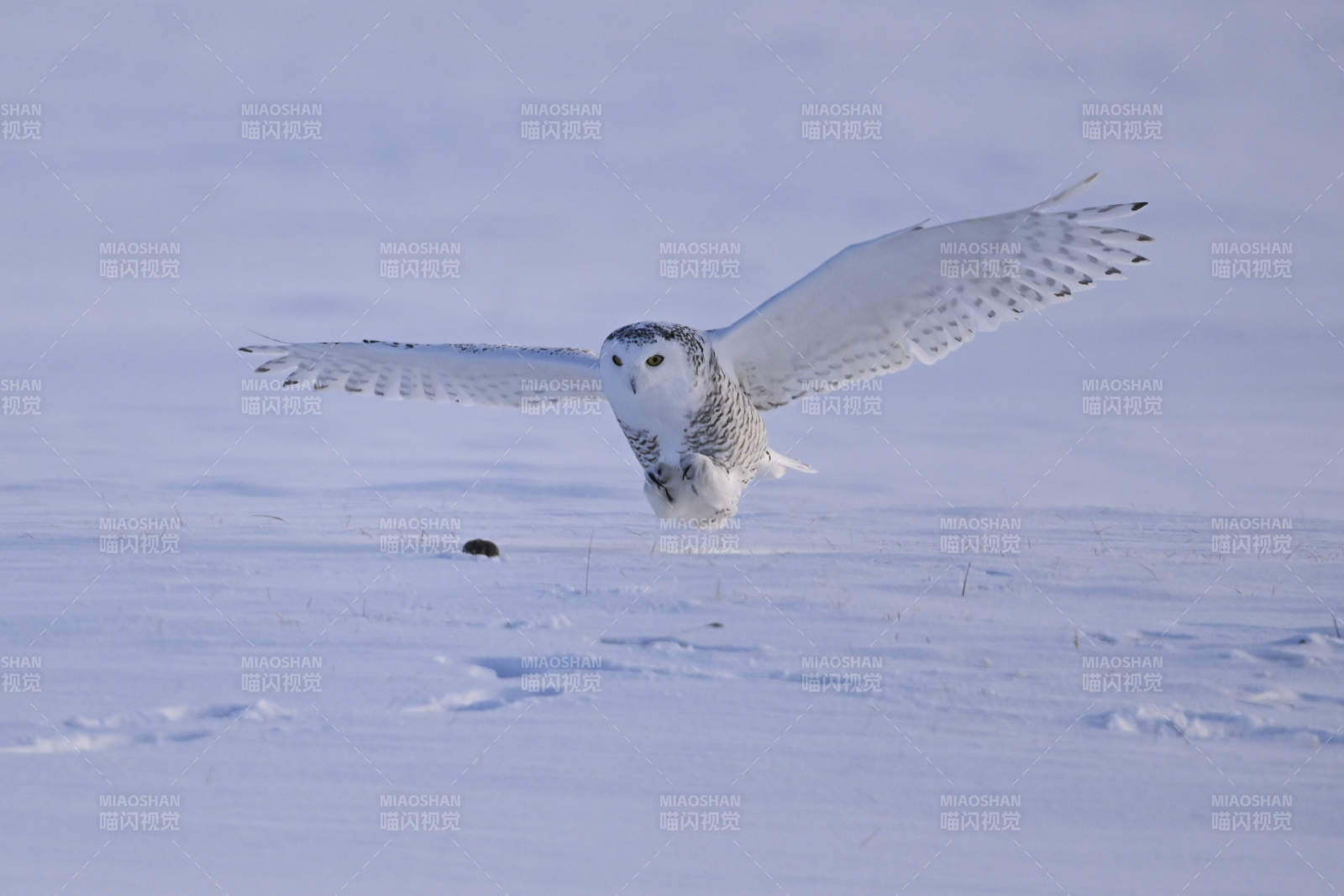 雪鸮展翅掠雪地图片