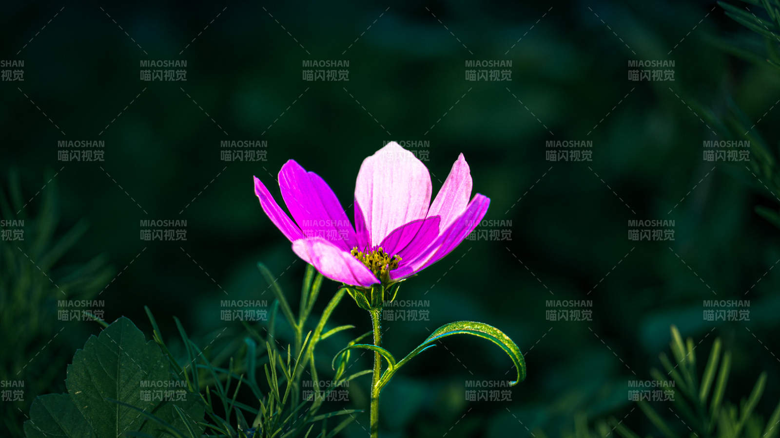紫粉 cosmos 花静绽绿野中图片