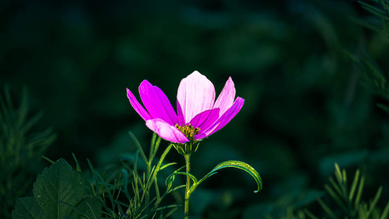 紫粉 cosmos 花静绽绿野中图片