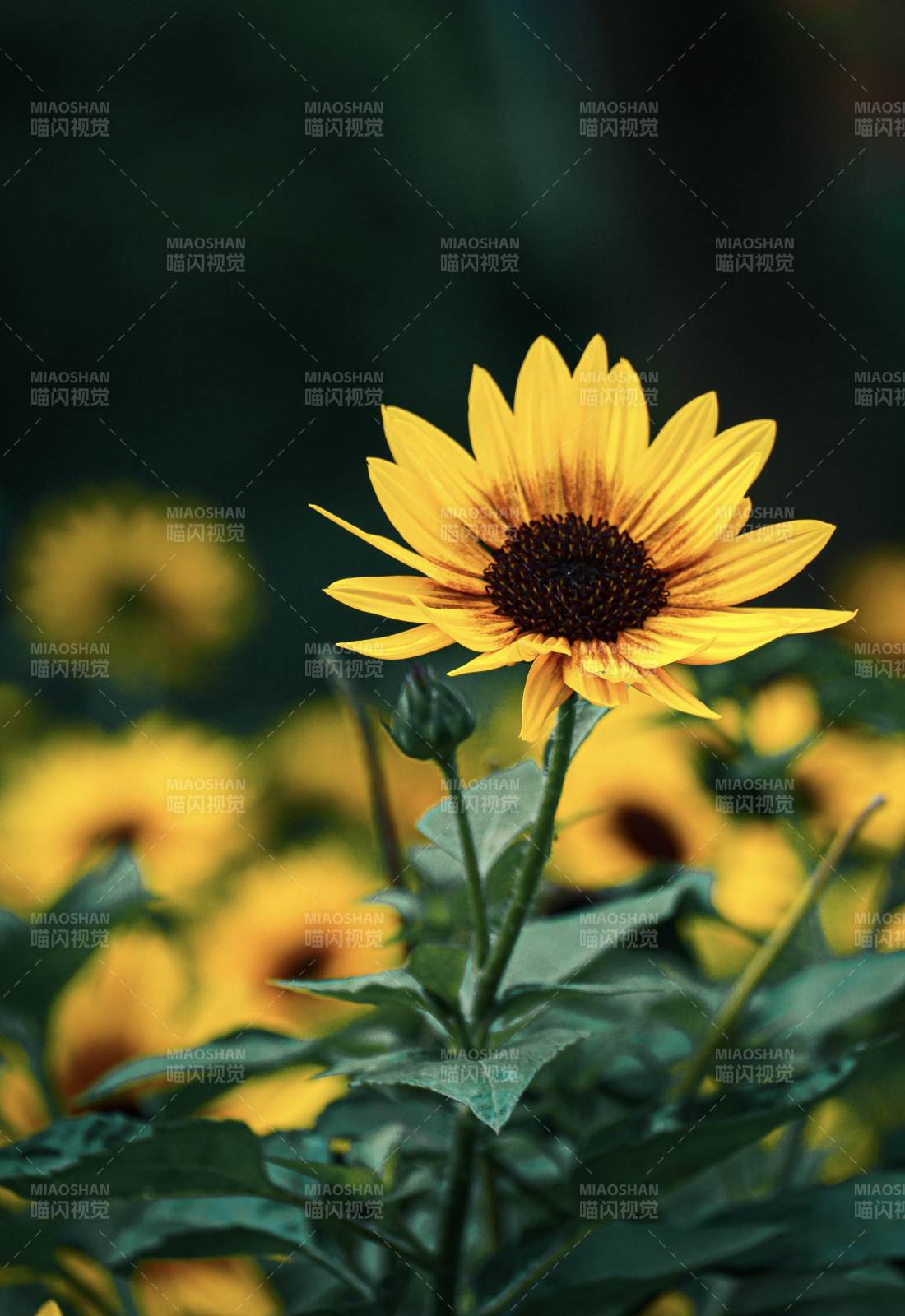 向日葵在阳光下绽放图片