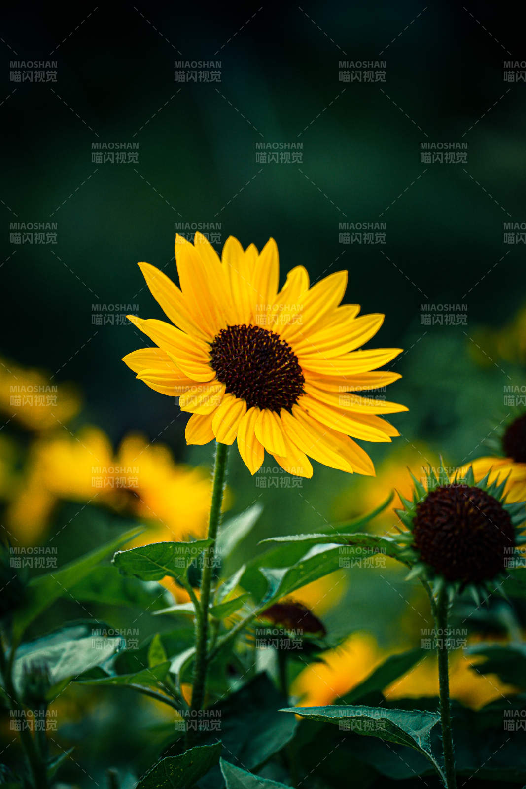向日葵在阳光下绽放图片