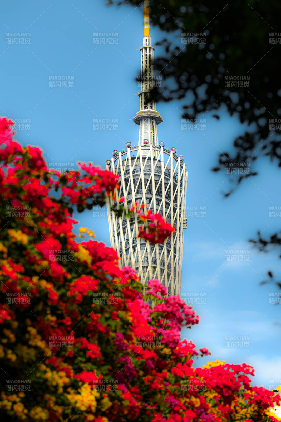 花丛中的广州塔图片