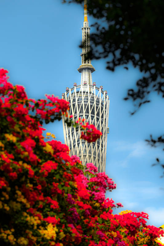 花丛中的广州塔图片