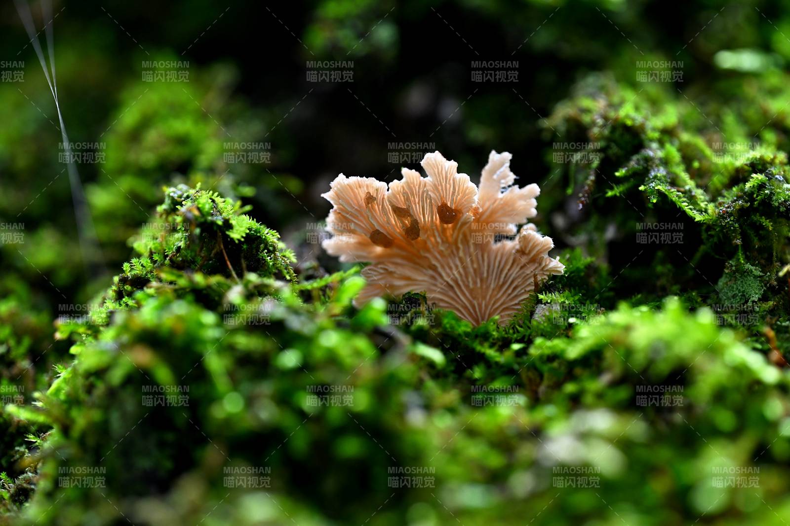 苔上小菇 自然之趣图片