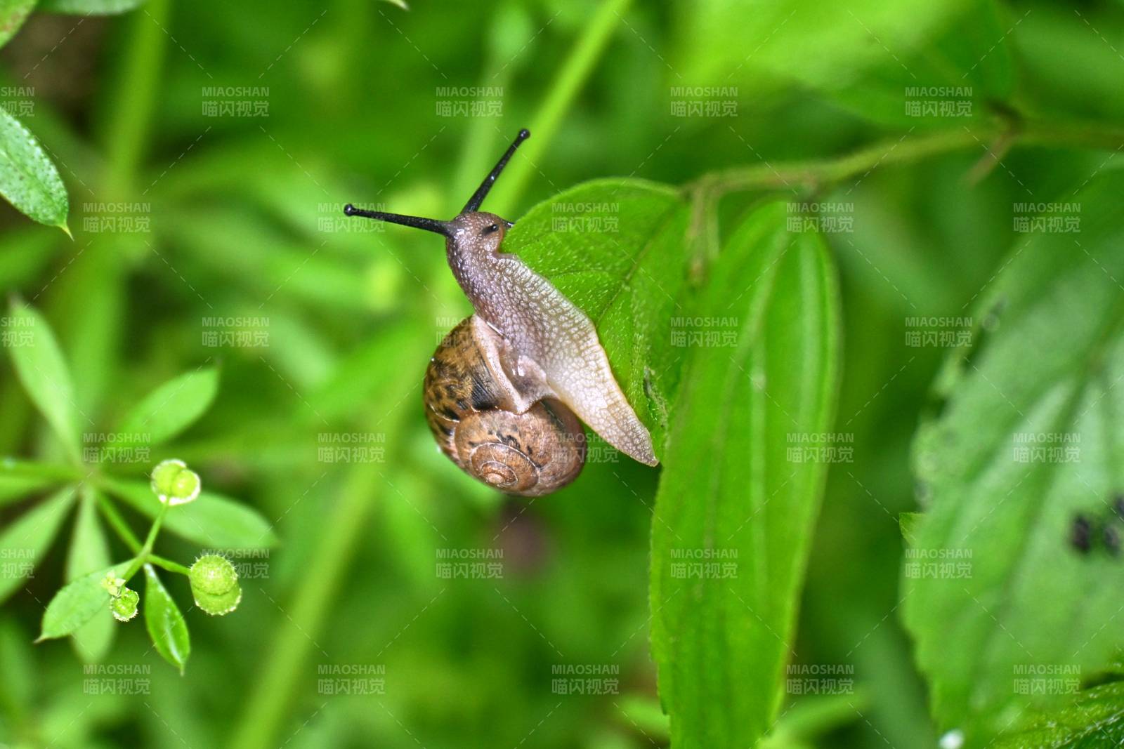 绿叶上的蜗牛慢爬图片