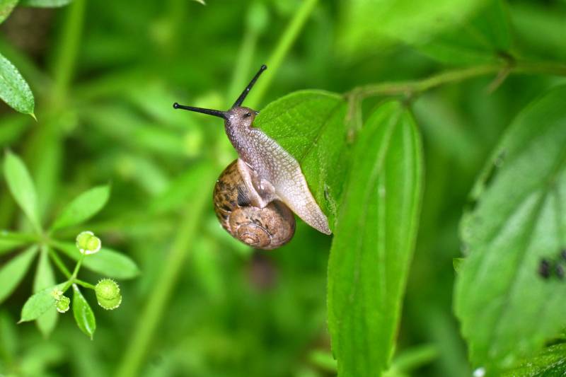 绿叶上的蜗牛慢爬图片