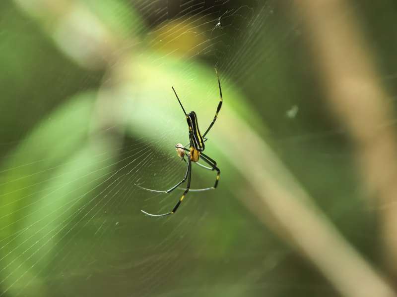 蛛网中的条纹蜘蛛图片