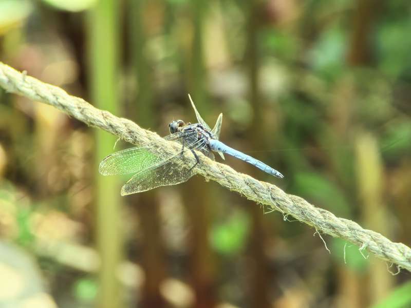 蓝蜻蜓栖绳上 绿意朦胧间图片