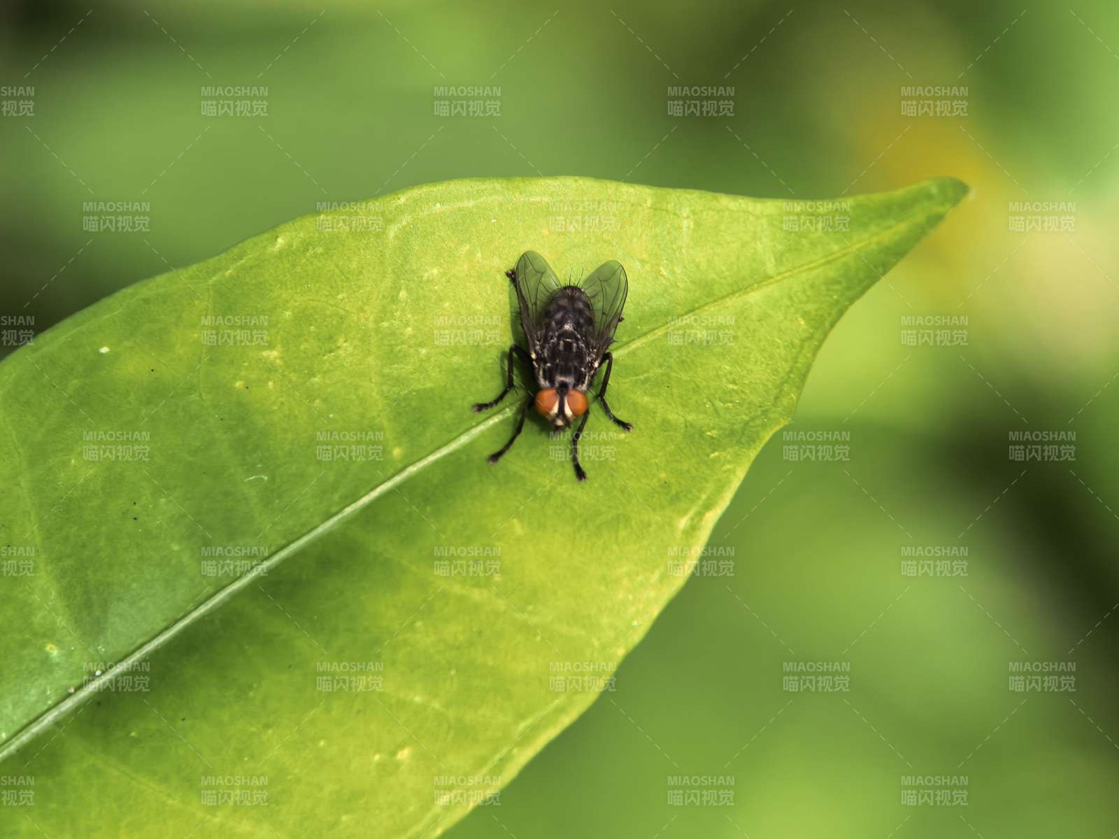 绿叶上的小飞虫图片