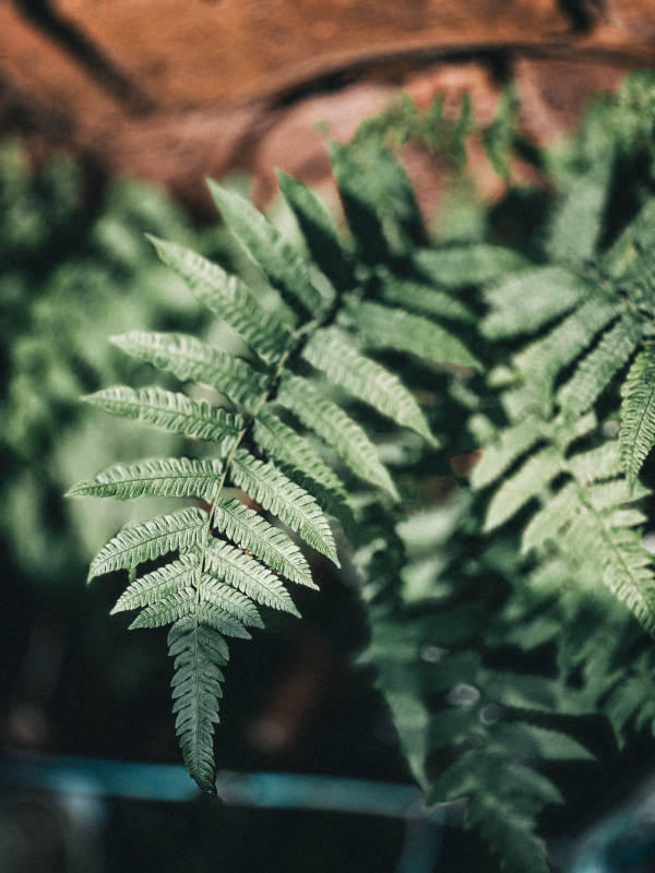 蕨叶轻摇 绿意盎然图片